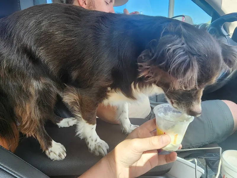 Penny loves Pup Cups.