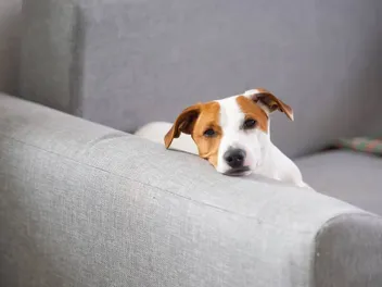 How to Tell If Your Dog Is Deaf: 9 Vet-Reviewed Signs
