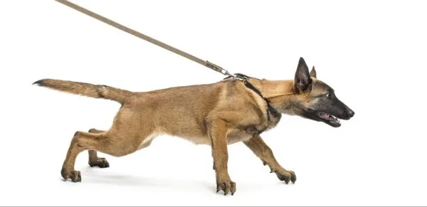 belgian shephard pulling on leash