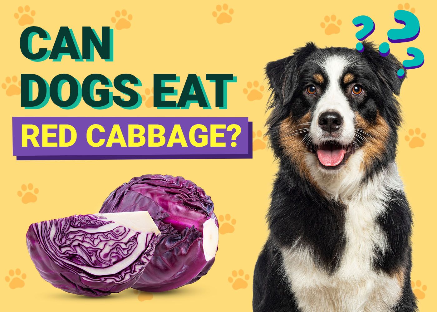Dogster-Can-Dogs-Eat-Red Cabbage