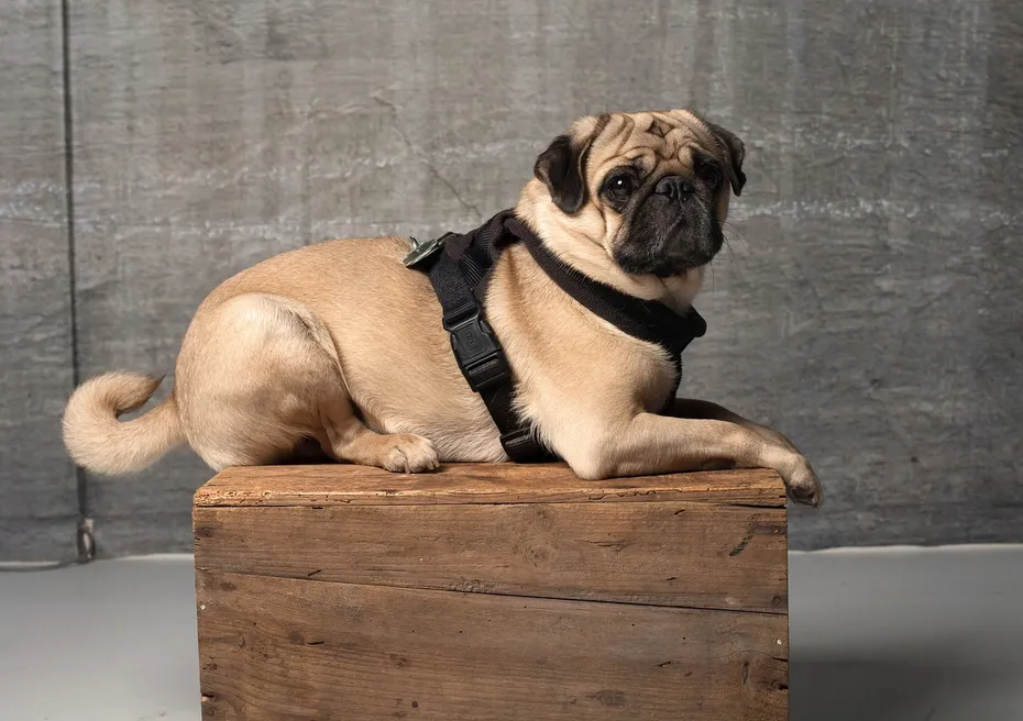 pug in a harness