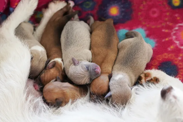 How to Help a Dog Give Birth for the First Time at Home: 11 Dog Pregnancy Tips (Vet Verified)