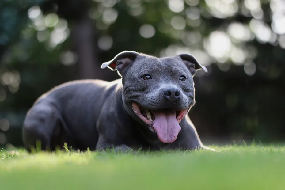 Blue Pit Bull in Park