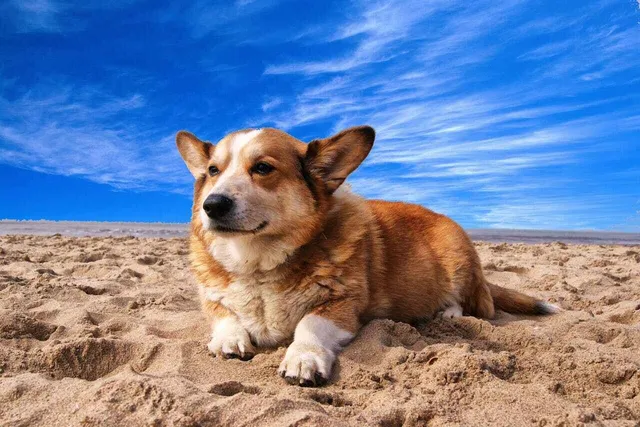 15 Most Popular Dog Breeds in the Philippines: Info, Pictures & History