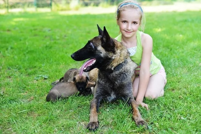 Are Belgian Malinois Good With Kids? Temperament and Behavior
