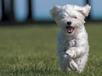 Dog Zoomies: Vet-Reviewed Causes & Care Guide