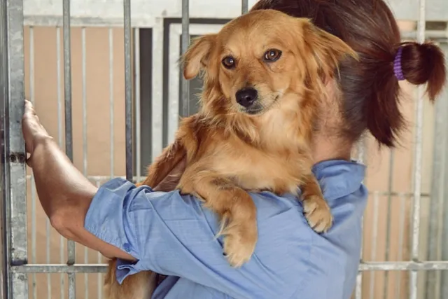 What Is a Foster Fail? Vet-Verified Facts & FAQ