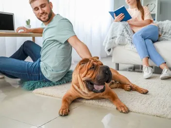 Are Shar Peis Good Family Dogs? Tips, Training & Compatibility