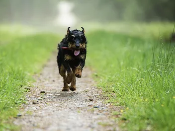 How To Calm A Hyper Dog: 10 Vet-Approved Ways