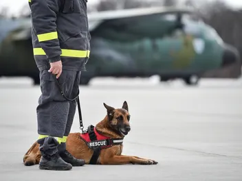 National Disaster Search Dog Foundation: What It Is & What They Do
