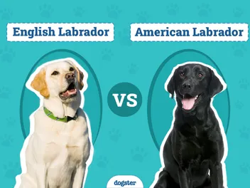 English vs American Labrador: The Main Differences (With Pictures)