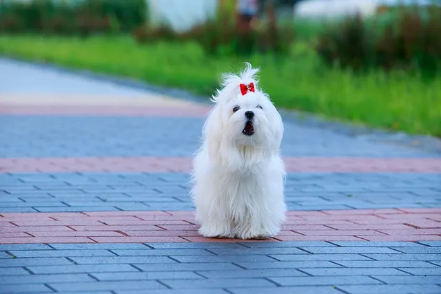How Aggressive Is a Maltese? Factors, Prevention & FAQ