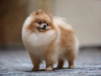 Pomeranian Dog Breed: Info, Pictures, Care & Traits