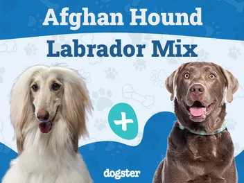 Afador (Afghan Hound & Lab Mix): Info, Pictures, Care Guide & More