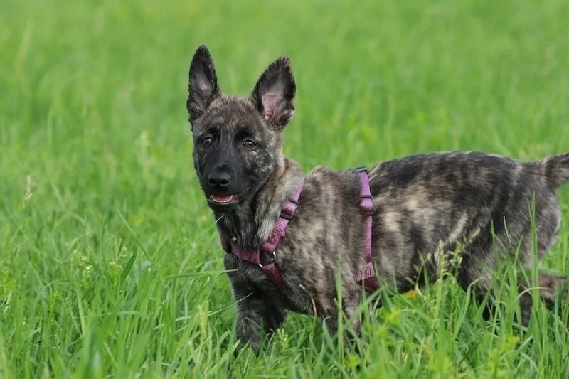 Dutch Shepherd in the Grass