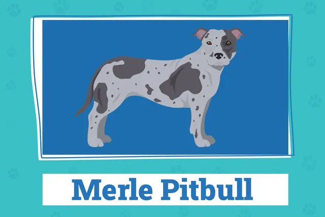 Merle Pitbull: Vet-Reviewed Info, Pictures, Origin & History