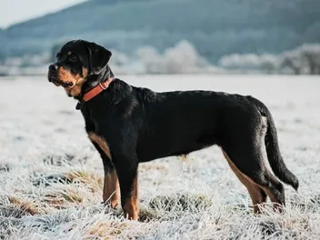 10 Most Popular Dog Breeds in Michigan (2026 Update With Pictures)