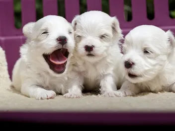 How to Get Rid of Fleas on Newborn Puppies & What to Do Before
