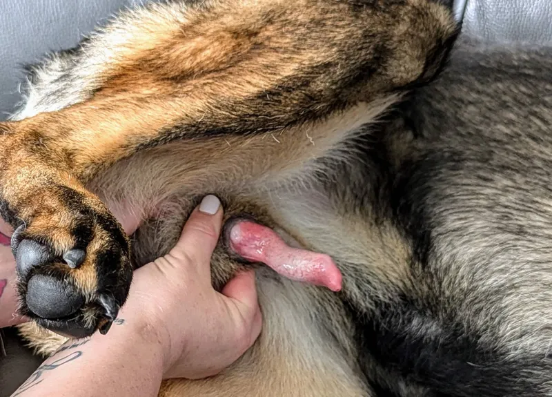 keeping a firm but gentle grip as you push the glans penis further to see the bulbus glandis