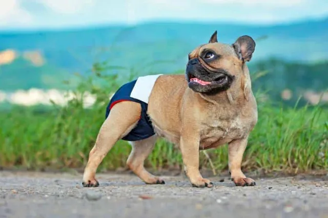 Do Dogs Get Periods? Vet-Approved Canine Heat Explained