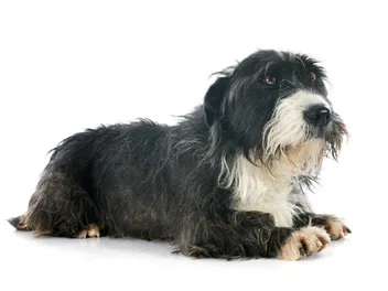 8 Brussels Griffon Mixes (With Pictures)