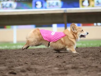 What Are Corgi Races & Are They Ethical? The Surprising Answer