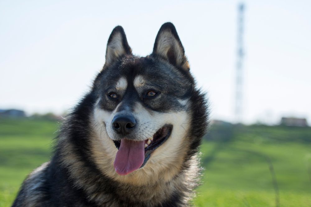 gerberian-shepsky-standing-outside