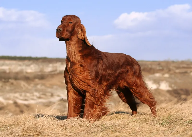 Irish Setter dog standing in the field
