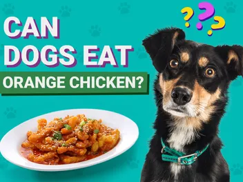 Can Dogs Eat Orange Chicken? Vet-Verified Facts & Better Alternatives