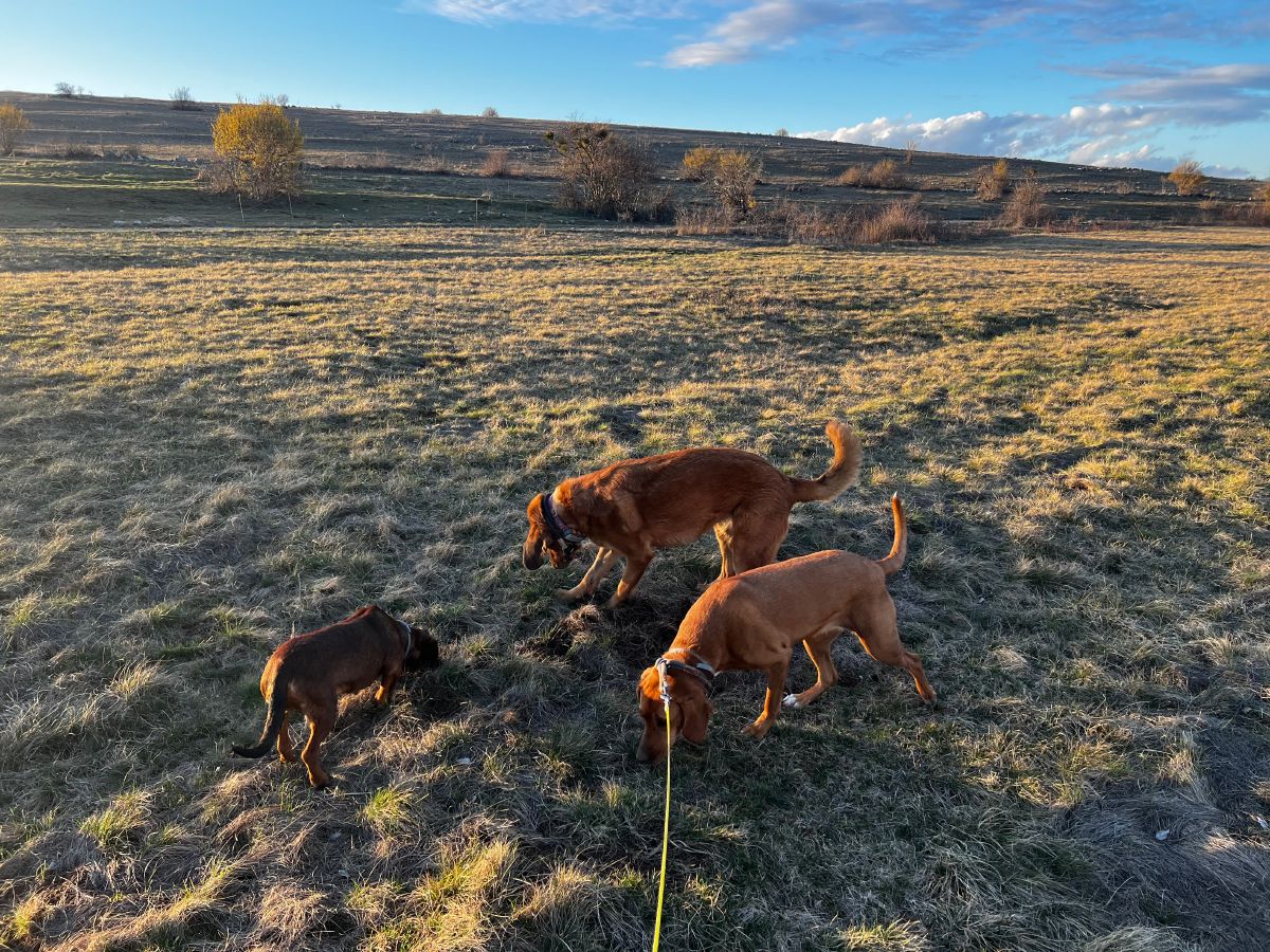 Lajka, Lava and Hela sniffing the grass