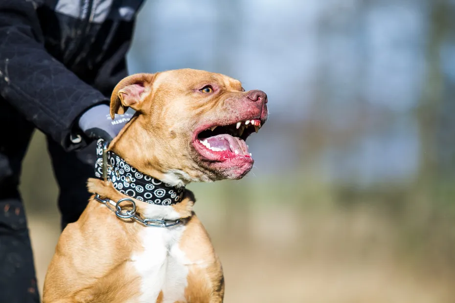 Aggressive Pit Bull baring teeth