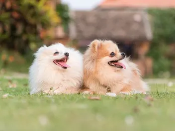 How Much Do Pomeranians Shed? Vet-Verified Facts & Care Tips