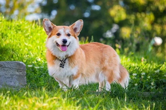 Do Corgis Make Good Service Dogs? Vet-Verified Facts & FAQ
