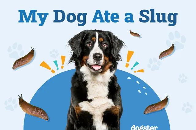 My Dog Ate a Slug: Should I Be Worried? (Vet Answer)