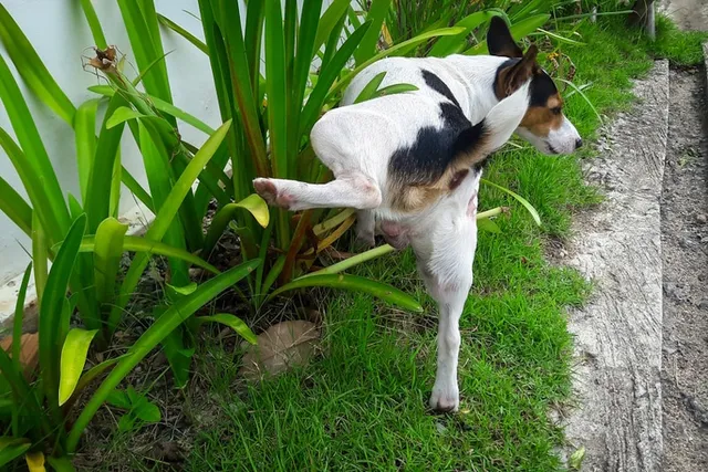 Does Dog Pee Kill Plants? Vet-Verified Facts, Tips & FAQ