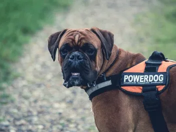 How Is a Drug Detection Dog Trained? Types of Training, Pros & Cons (Vet-Reviewed)