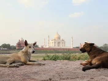 Dogs in Indian Culture & History: How Do They Fit In?