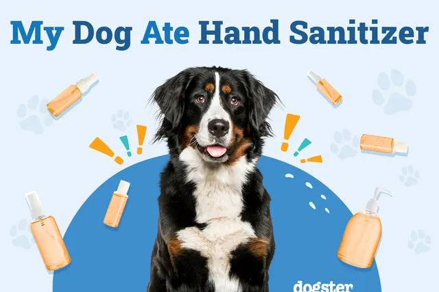 My Dog Ate Hand Sanitizer: Our Vet Explains What to Do