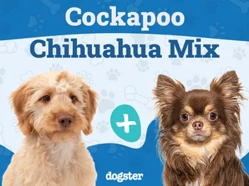 Cockapoochi (Cockapoo & Chihuahua Mix): Info, Pictures, Care & More