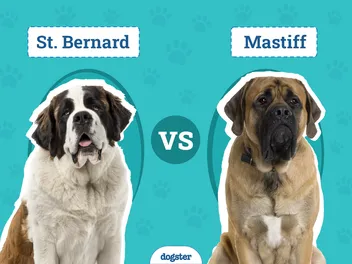 St Bernard vs. Mastiff: The Differences (With Pictures)
