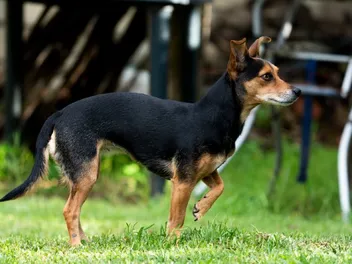 Why Is My Dog Limping? 7 Vet-Reviewed Causes & What to Do