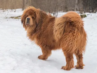 Tibetan Mastiff: Dog Breed Info, Pictures, Care & Traits
