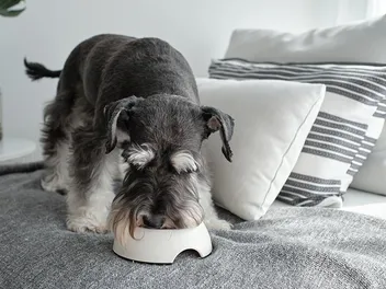 8 Best Hydrolyzed Dog Foods in 2026 - Reviews & Top Picks