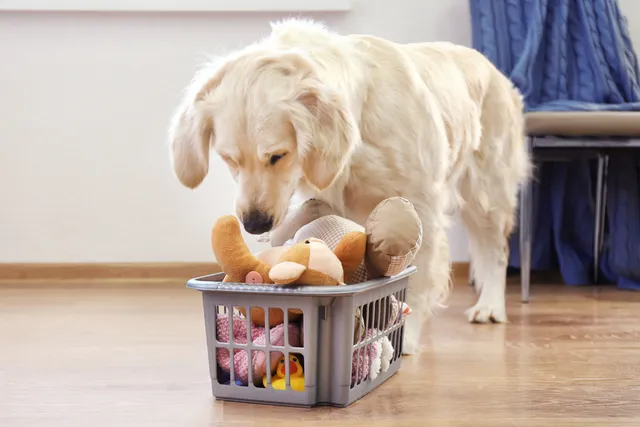 How to Organize Your Dog’s Stuff: 10 Clever Ways to Keep Your Dog Gear & Accessories Organized