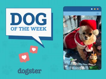 Dogster Photo Contest: Dogs of the Week Winners (December 18, 2025)