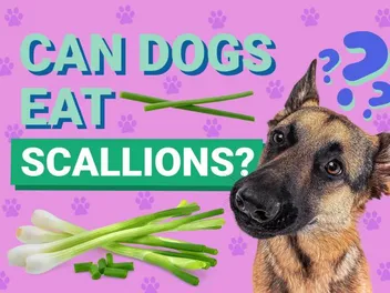 Can Dogs Eat Scallions? Vet-Verified Nutrition Facts & Risks