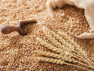 Can Dogs Eat Wheat? Vet-Verified Nutrition Facts & Info