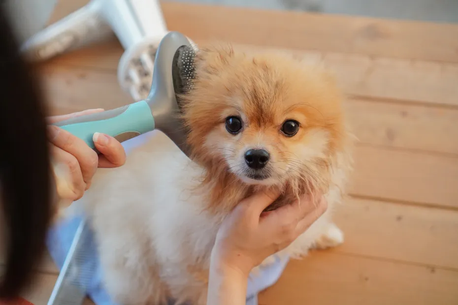 pomeranian dog being groomed