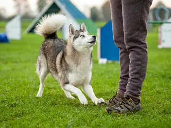 10 Best Dog Training Affiliate Programs: Reviews & Top Picks 2026