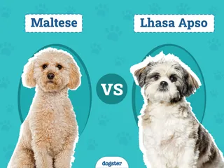 Maltese vs. Lhasa Apso: The Differences (With Pictures)